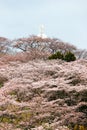 Funaoka Peace Kannon and cherry trees on the mountaintop of Funaoka Castle Ruin Park,Shibata,Miyagi,Tohoku,Japan.