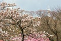 Cherry trees and Funaoka Peace Kannon on the mountaintop of Funaoka Castle Ruin Park,Shibata,Miyagi,Tohoku,Japan. Royalty Free Stock Photo