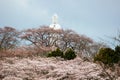 Funaoka Peace Kannon and cherry trees on the mountaintop of Funaoka Castle Ruin Park,Shibata,Miyagi,Tohoku,Japan. Royalty Free Stock Photo