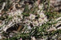 Funastrum Cynanchoides Bloom - Coachella Valley Desert - 040522 Royalty Free Stock Photo