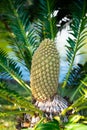 Funchal, Madeira: Cone of a lebombo cycad (encephalartos lebomboensis