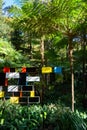 Palm trees and plants next to several colorful quares under the sun