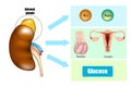 Function of Adrenal Glands in Hormone Secretion. Anatomy and Physiology of the Adrenal Gland. Royalty Free Stock Photo