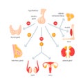 Function of endocrine system. Simple vector infographic in flat style