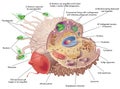 Function of macrophage