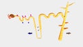 Function of Nephron