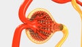 Function of Nephron