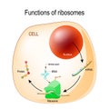 Function of ribosomes Royalty Free Stock Photo