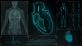 Function of Right Atrium and Right Ventricle of Human Heart