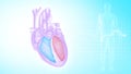 Function of Right Ventricle and Left Ventricle of Human Heart Royalty Free Stock Photo