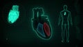 Function of Right Ventricle and Left Ventricle of Human Heart