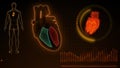 Function of Right Ventricle and Left Ventricle of Human Heart