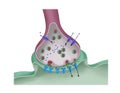 Function of a synapse