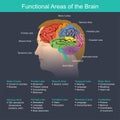 Functional Areas of the Brain Royalty Free Stock Photo