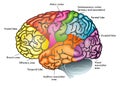 Functional diagram of human brain