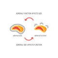 Functioning of adrenal glands, vector diagram