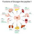 GLP-1. Functions of Glucagon-like peptide-1 Royalty Free Stock Photo