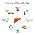 Functions of the healthy liver