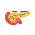 Functions of pancreas concept. Vector illustration