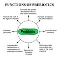 Functions of prebiotics. Infographics. Vector illustration on isolated background. Royalty Free Stock Photo