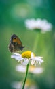 Butterfly insect loots a white daisy flower in color on dark green backgrounds