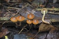 The Funeral Bell Galerina marginata is a deadly poisonous mushroom