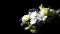 Funeral Bouquet purple White flowers, Sympathy and Condolence Concept on blackbackground with copy space Royalty Free Stock Photo