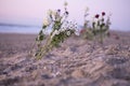Funeral flower, lonely white and red roses and daisy flowers at the beach, water background with copy space, burial at sea. Empty Royalty Free Stock Photo