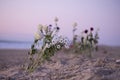 Funeral flower, lonely white and red roses and daisy flowers at the beach, water background with copy space, burial at sea. Empty Royalty Free Stock Photo