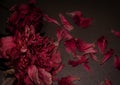 Funeral flowers. Two withered peony. Dark floral composition.