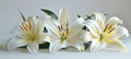 Funeral lily displayed on white background with generous space for accommodating text