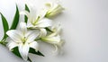 Funeral lily isolated on white background with copious room for strategic text placement