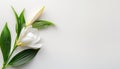 Funeral lily on white background with spacious area for optimal text arrangement