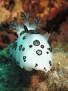 Funeral pyre nudibranch