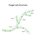 Fungal cell structure. Fungi hyphae with septa