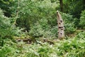 Fungal conks at FrÃÂ¶ruper Berge nature reserve, Schleswig Holstein Area, Germany