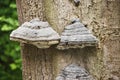 Fungal conks at FrÃÂ¶ruper Berge nature reserve, Schleswig Holstein Area, Germany