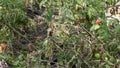 Fungal diseases of tomatoes Late blight is one of the most dangerous diseases