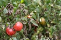 Fungal diseases of tomatoes Late blight is one of the most dangerous diseases