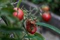 Fungal diseases of tomatoes Late blight is one of the most dangerous diseases