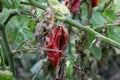 Fungal diseases of tomatoes Late blight is one of the most dangerous diseases