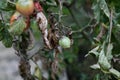 Fungal diseases of tomatoes Late blight is one of the most dangerous diseases