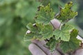 fungal disease Anthracnose on black currant leaves in form of brown spots Royalty Free Stock Photo