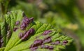 Fungal disease leaves anthracnose currants close-up