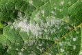 Plant diseases - fungal disease Powdery mildew on pumpkin foliage Royalty Free Stock Photo