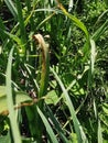 fungal disease symptom on garlic leaf