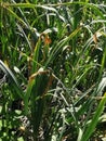 fungal disease symptom on garlic leaf