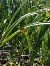 fungal disease symptom on garlic leaf