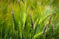 Fungal diseases on the ear of brewing barley Royalty Free Stock Photo