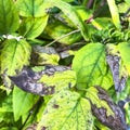 Fungal diseases on green leaves of garden plants